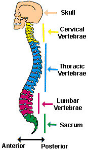 Definición y funciones de la médula espinal