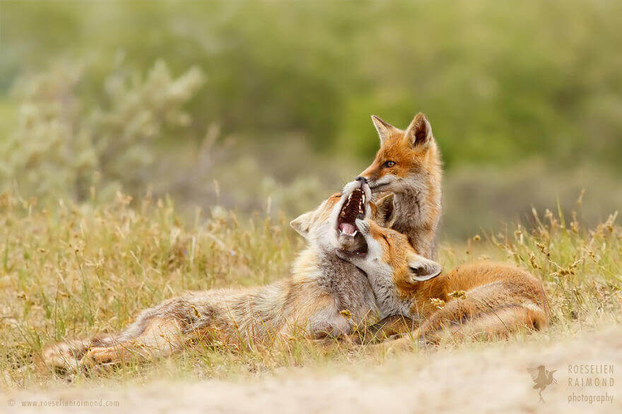 Foxy Love el fotógrafo demuestra que los zorros son criaturas extremadamente amorosas