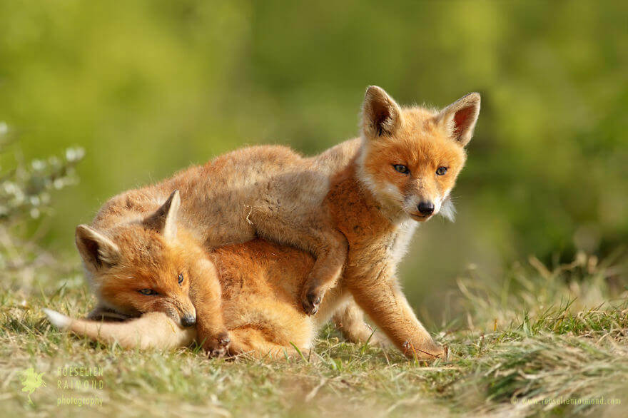 Foxy Love el fotógrafo demuestra que los zorros son criaturas extremadamente amorosas