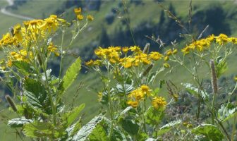 Groundsel Plant Facts