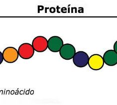 Descubre cómo se hacen las proteínas en el cuerpo humano