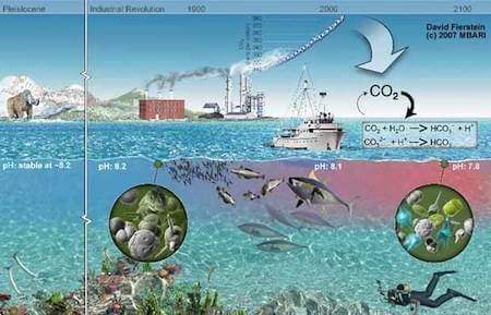 acidificacion oceano
