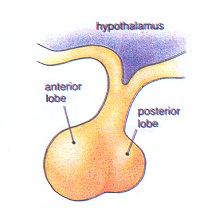 glándula pituitaria