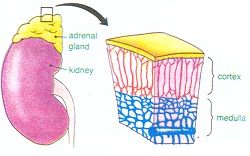 glándula suprarrenal