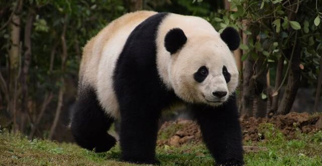 panda gigante
