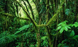 Selva-amazonica