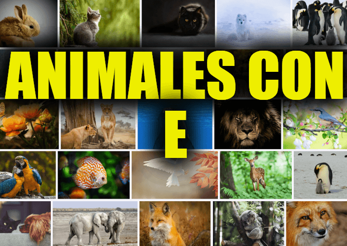Animales con E, Lista y Explicaciones de Animales que Comienzan con la Letra E