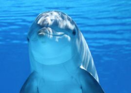 ¿Qué tipo de animales son los delfines? Características y datos interesantes sobre los delfines