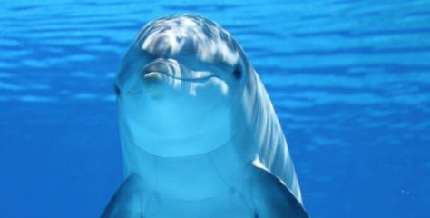 ¿Qué tipo de animales son los delfines? Características y datos interesantes sobre los delfines