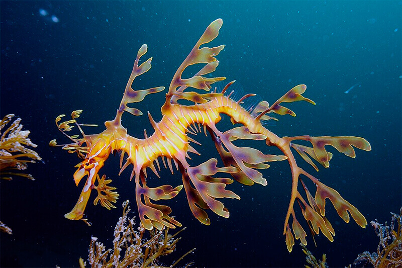 Dragón de mar foliado