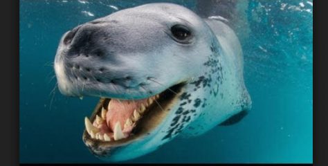 ¿Qué tipo de animal es la foca Leopardo? ¿Cuáles son las características?