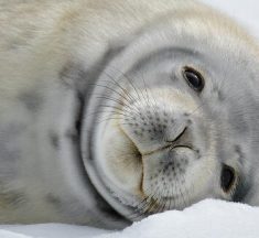 ¿Qué tipo de animal es la foca de Weddell? ¿Cuáles son las características?