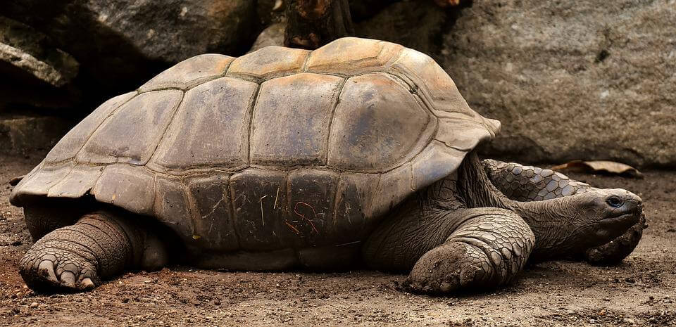 la tortuga de Galápagos