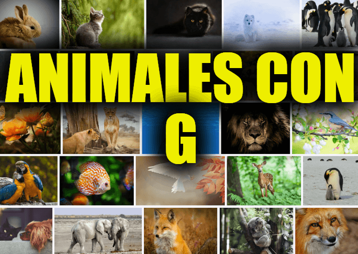 Animales con G, Lista y Explicaciones de Animales que Comienzan con la Letra G