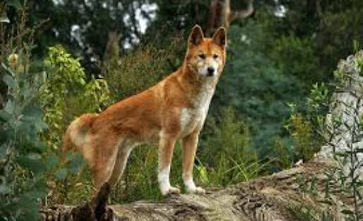¿Qué tipo de animal es un dingo (perro salvaje australiano)? ¿Cuáles son las Características Generales?