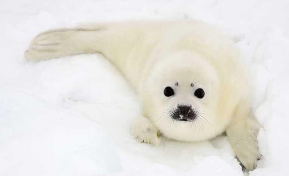 ¿Qué tipo de animal es una foca? ¿Cuáles son las Características Generales?
