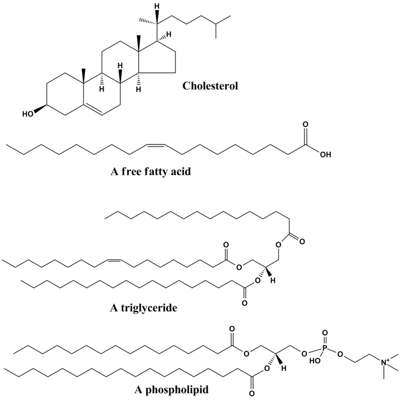 Características de las Moléculas Lípidos