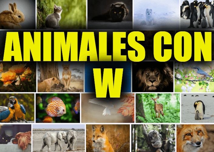 Animales con W, Lista de animales que comienzan con W y Explicaciones