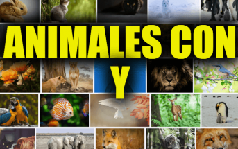Animales con Y, Lista y Explicaciones de Animales que Comienzan con la Letra Y