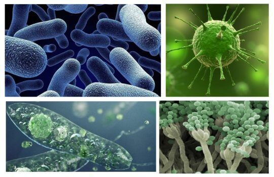 Características más importantes de los microorganismos