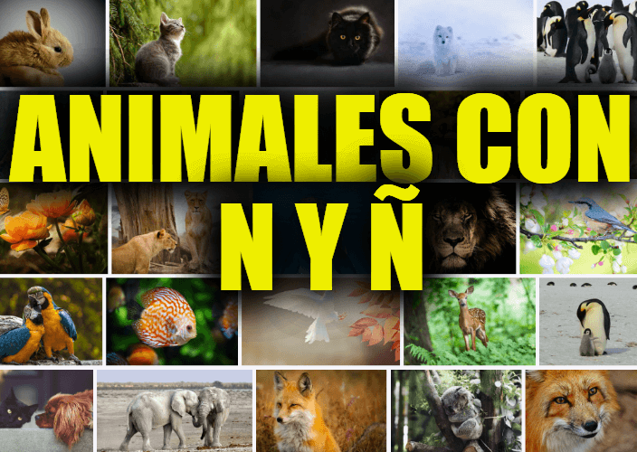 Animales con N y Ñ, Lista y Explicaciones de Animales que Comienzan con la Letra N y Ñ