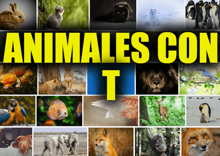 Animales con T, Lista y Explicaciones de Animales que Comienzan con la Letra T