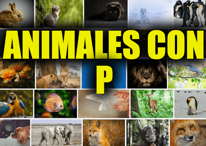 Animales con P, Lista y Explicaciones de Animales que Comienzan con la Letra P