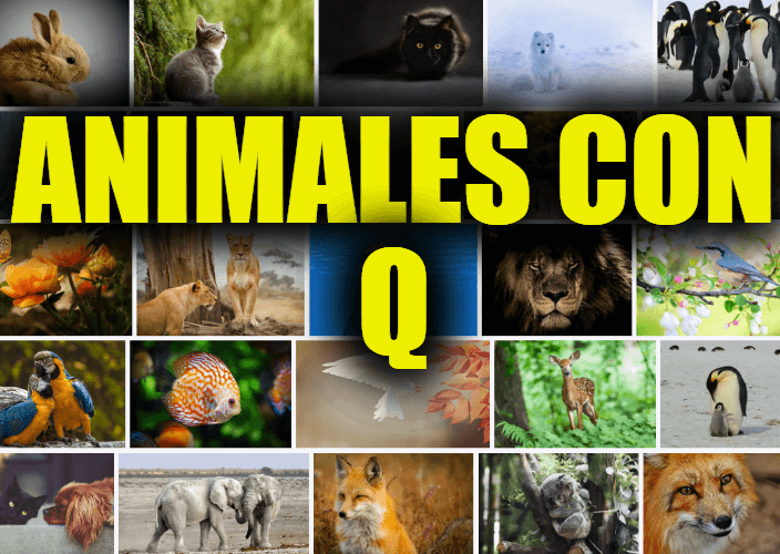 Animales con Q, Lista y Explicaciones de Animales que Comienzan con la Letra Q