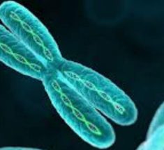 ¿Cuáles son las Diferencias Entre el ADN y el Cromosoma?