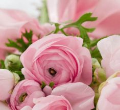 Feliz Dia de la Rosa, Mensajes, Celebraciones del día de la Rosa, Poemas