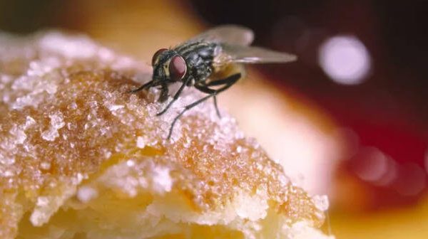 ¿Por qué las moscas vomitan en su comida? Descubre la respuesta científica