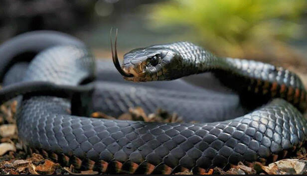 Serpiente Negra