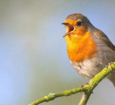 ¿Por qué cantan los pájaros? Descubre las razones detrás de sus melodías