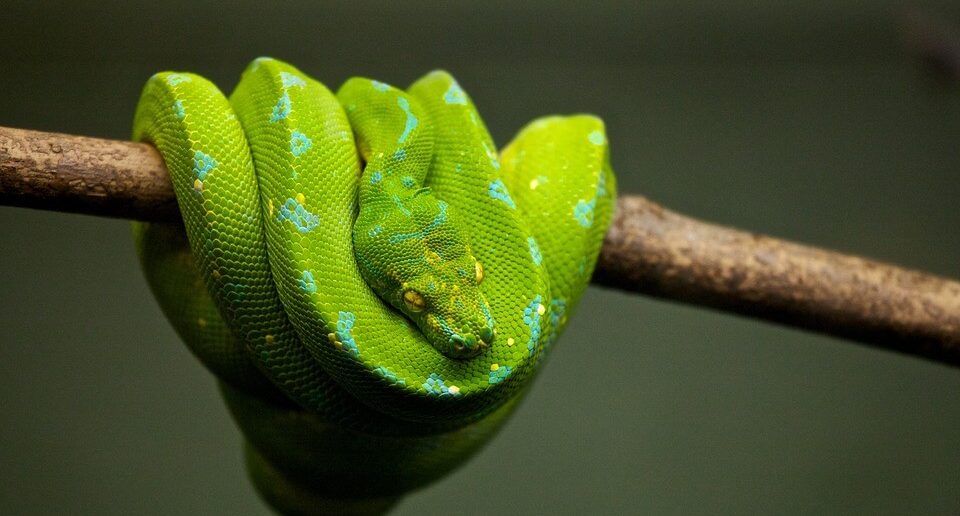 serpiente verde