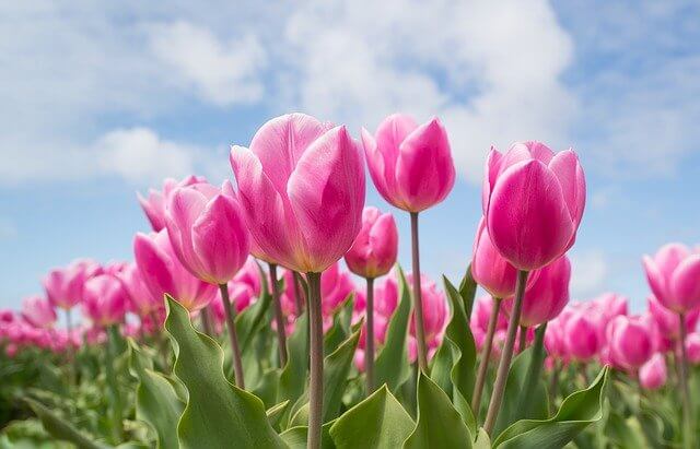 Frases Sobre Tulipán - Día del Tulipán
