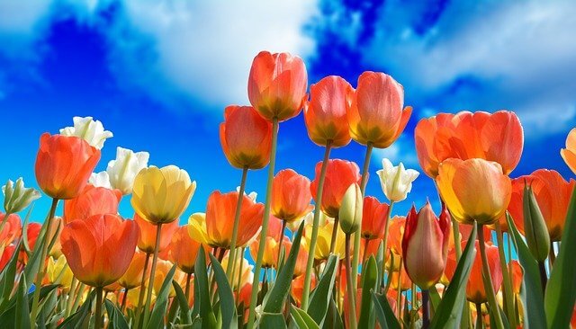 Frases Sobre Tulipán - Día del Tulipán