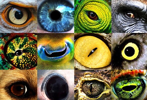 Ojos de Animales