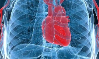 10 características del corazón: el corazón es uno de los principales...