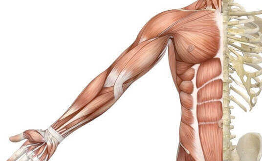 Fisiología y anatomía de los músculos: definición de músculo