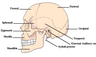 Información sobre anatomía y funciones del cráneo
