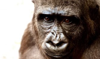 Información sobre los gorilas: cómo viven los gorilas, sus características