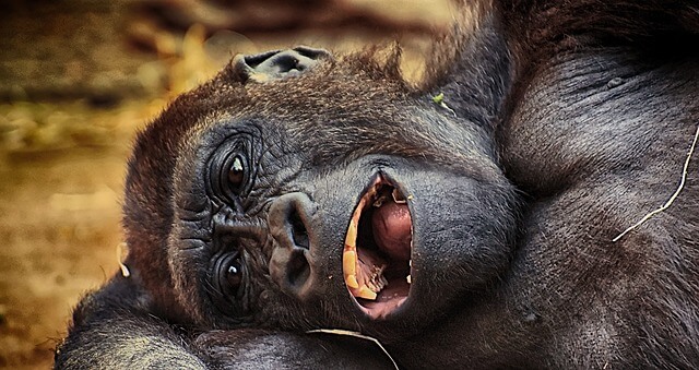 Información sobre los gorilas: cómo viven los gorilas, sus características