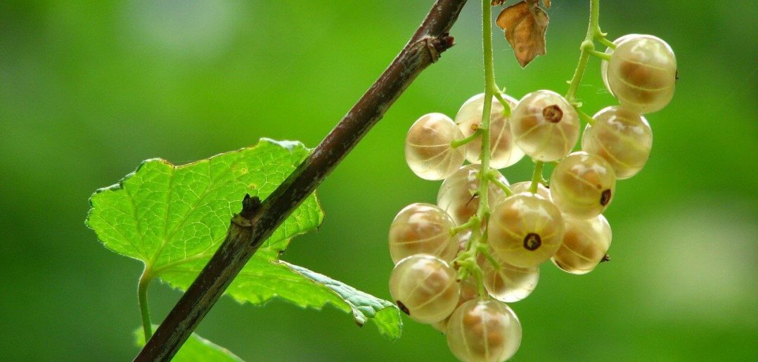 Datos de la planta de grosella espinosa - Datos de la fruta de grosella espinosa, crecimiento y siembra