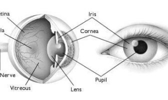Cómo funciona el ojo: papel de la retina, funciones de las partes del ojo