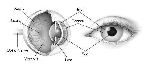 Cómo funciona el ojo: papel de la retina, funciones de las partes del ojo