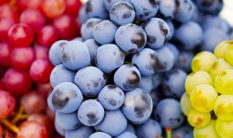 Consejos para el cultivo de la uva y la vid, historia de la uva