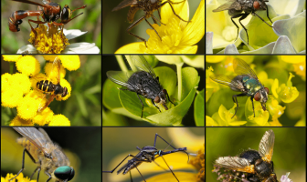 Polinización por moscas: ¿cómo polinizan las moscas?