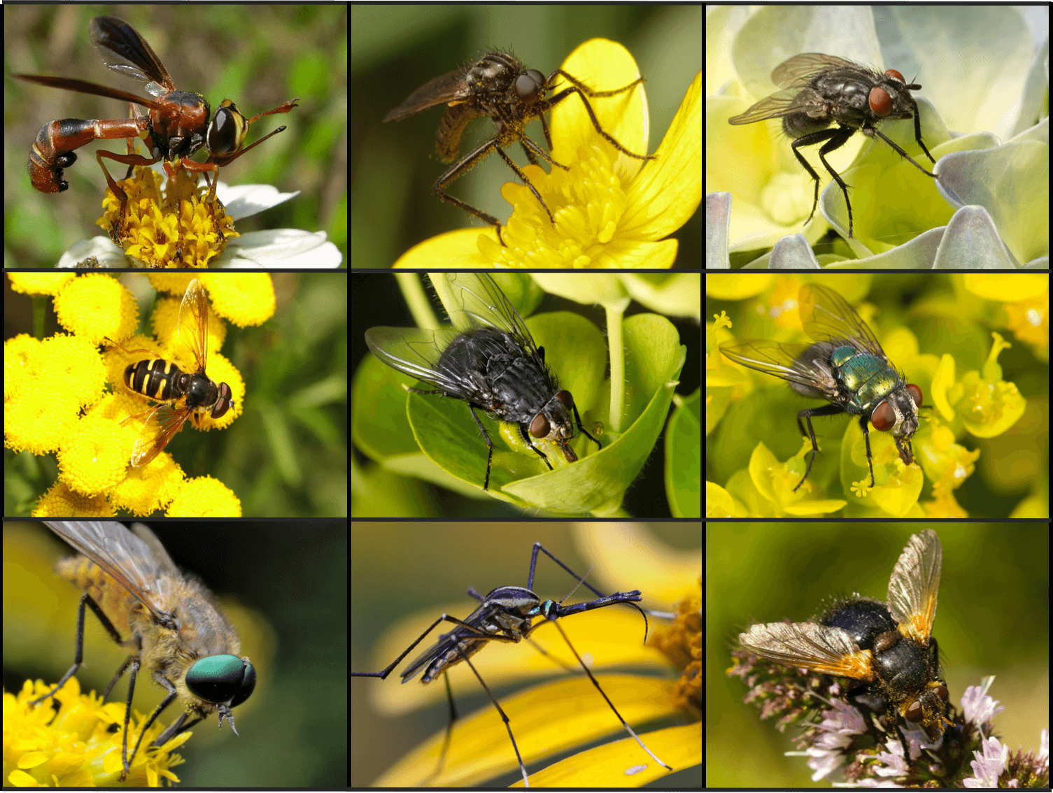 Polinización por moscas: ¿cómo polinizan las moscas?