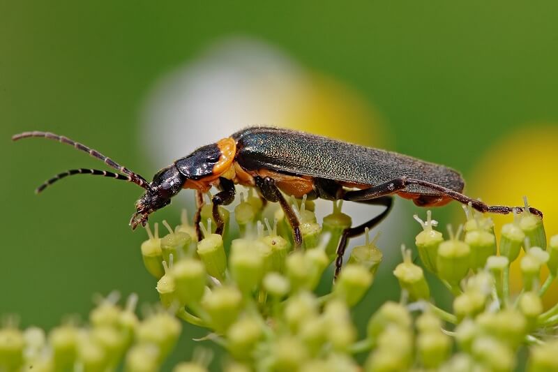 Polinización por escarabajos