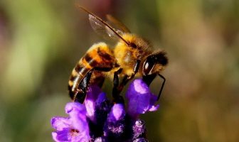 ¿Cómo polinizan las abejas y las avispas? Importancia de la polinización por abejas y avispas